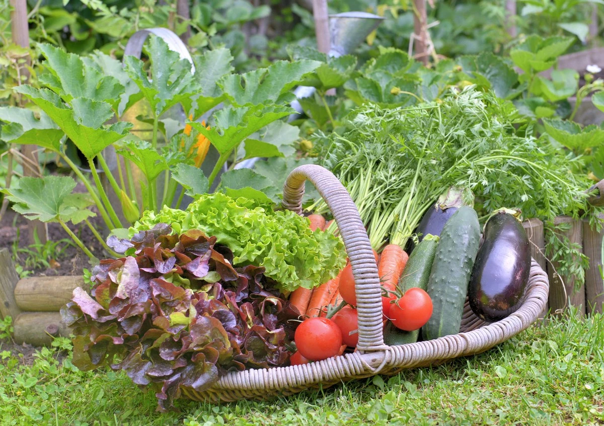 2026: Warzywa Obfitujące w Plony – Sekrety Ogrodników i Agronomów - image 1