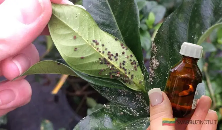 5 naturalnych sposobów na pozbycie się mszyc i przędziorków z Twoich roślin