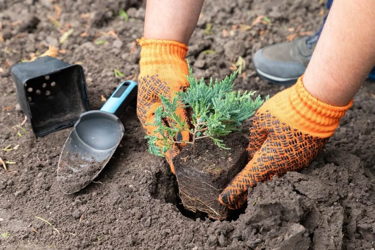 Botanicy błagają: nigdy nie sadź tych dwóch roślin obok siebie.