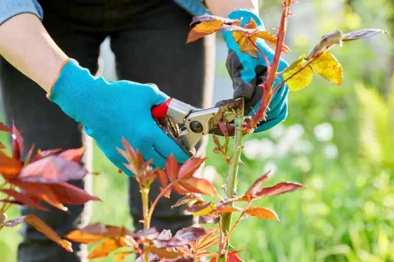 Botanicy błagają: przestań tak przycinać róże na zimę.