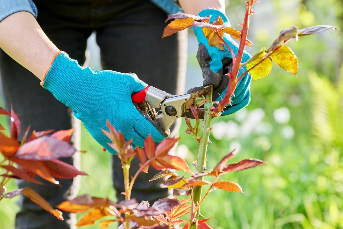 Botanicy błagają: przestań tak przycinać róże na zimę.