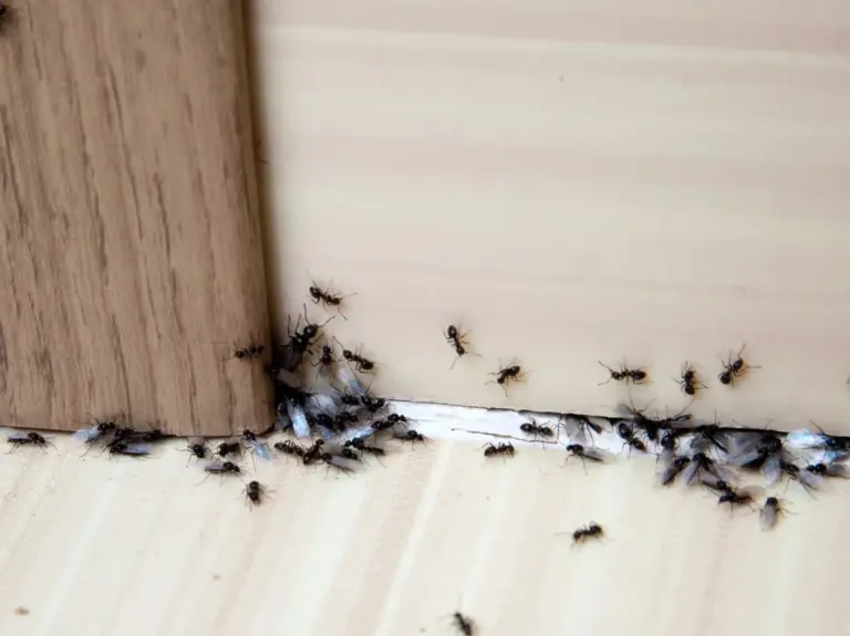 Cynamon na parapecie? Naturalny sposób na pozbycie się mrówek z domu!
