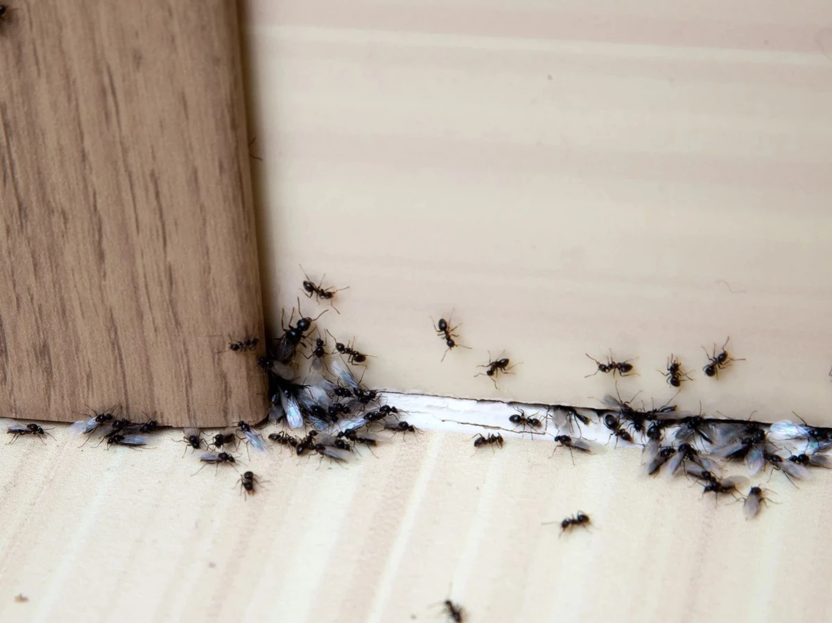 Cynamon na parapecie? Naturalny sposób na pozbycie się mrówek z domu!