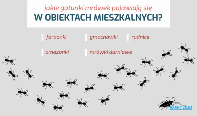 Cynamon na rabatach? Oto dlaczego mrówki omijają twój ogród szerokim łukiem.