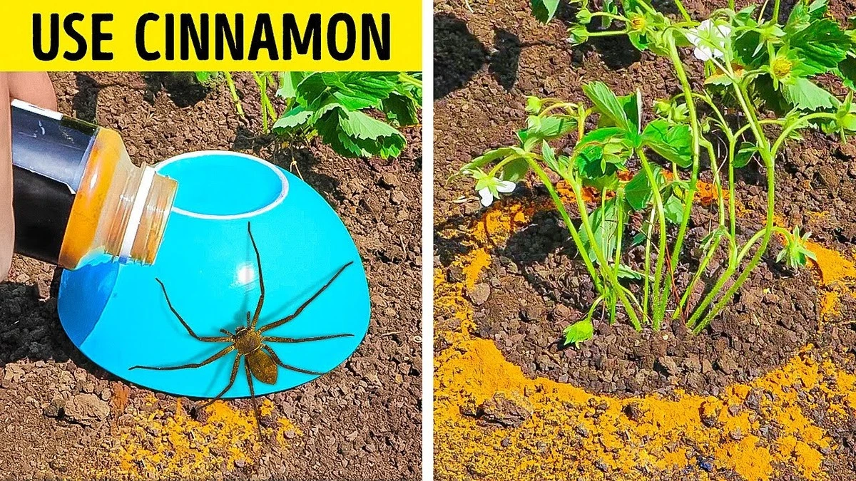 Cynamon w ogrodzie? Naturalny sposób na mrówki, którego nie znasz.