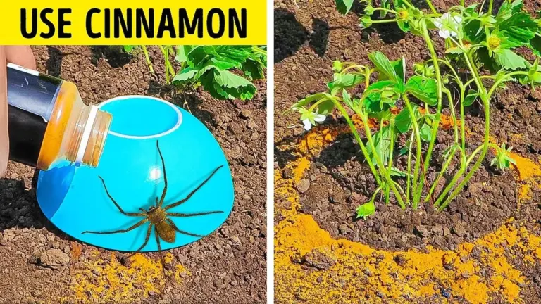 Cynamon w ogrodzie? Naturalny sposób na mrówki i inne szkodniki!