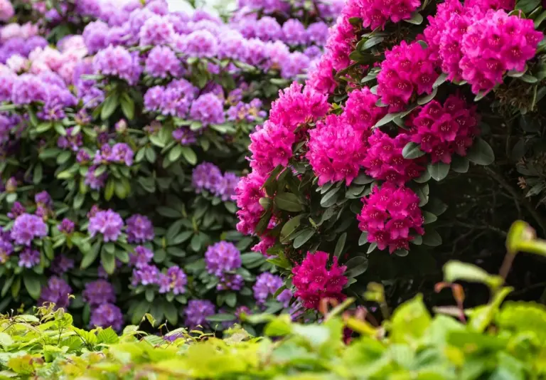 Drożdże piekarskie do podlewania? Dlaczego rododendrony oszaleją z radości.