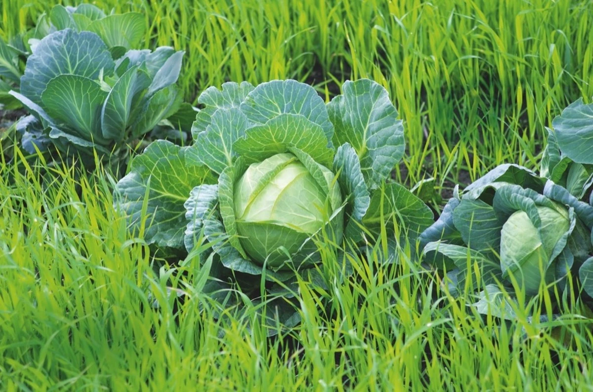 Fusy po kawie na grządkach? Sposób na naturalny i darmowy nawóz.