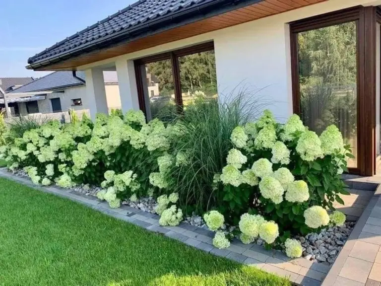 Fusy po kawie na rabatach? Sekret ogrodników dla bujnych hortensji.