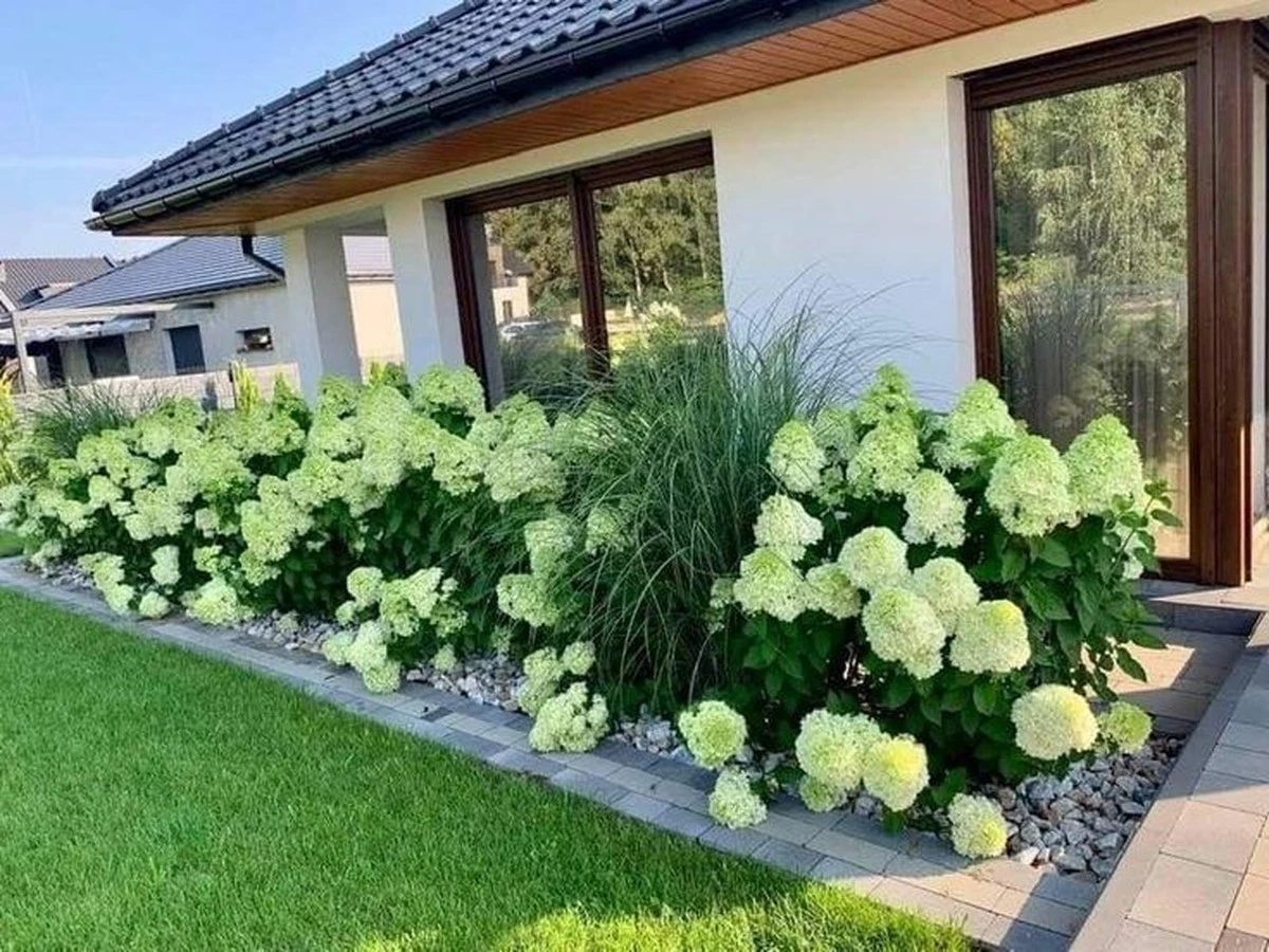 Fusy po kawie na rabatach? Sekret ogrodników dla bujnych hortensji.