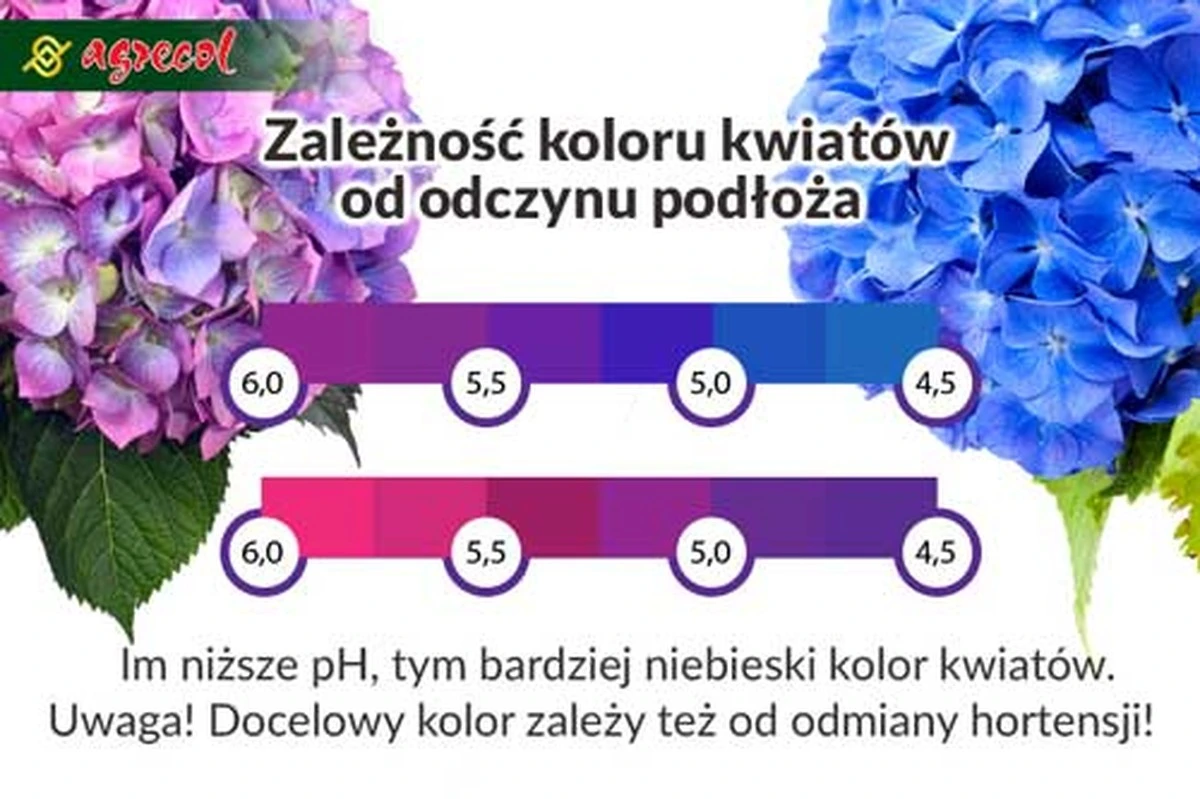 Fusy po kawie przy hortensji? Dlaczego zmienia kolor na intensywny niebieski!