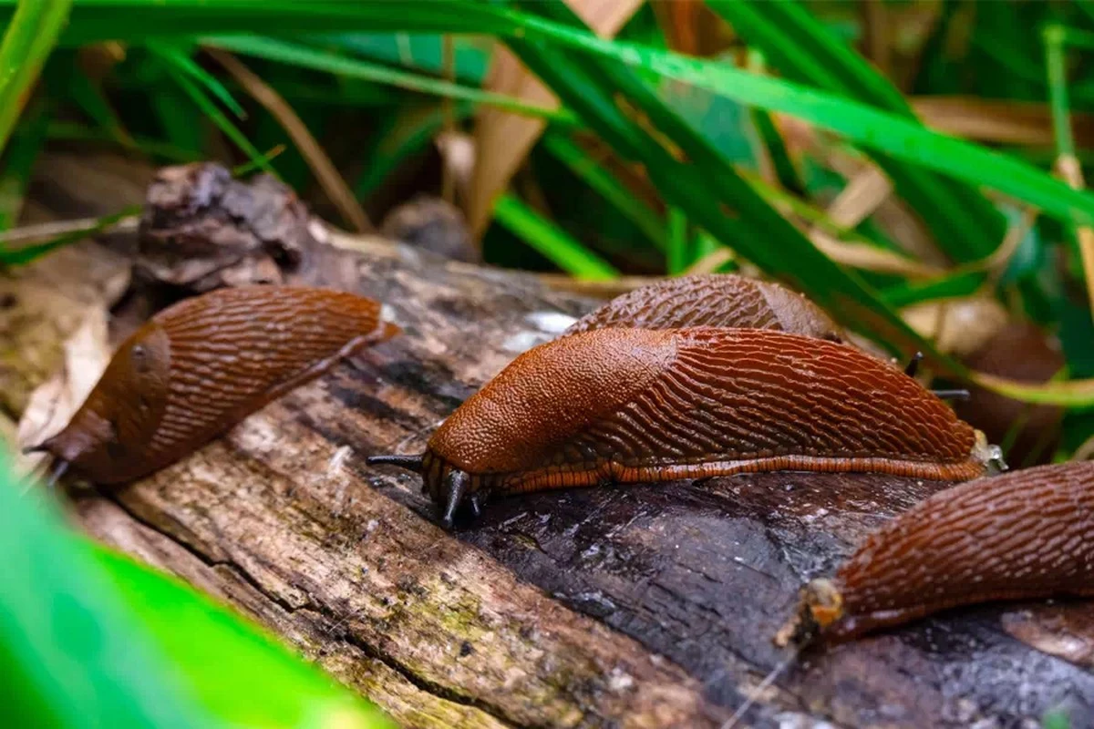 Fusy po kawie wokół roślin? Naturalny sposób na odstraszanie ślimaków i ochronę ogrodu.