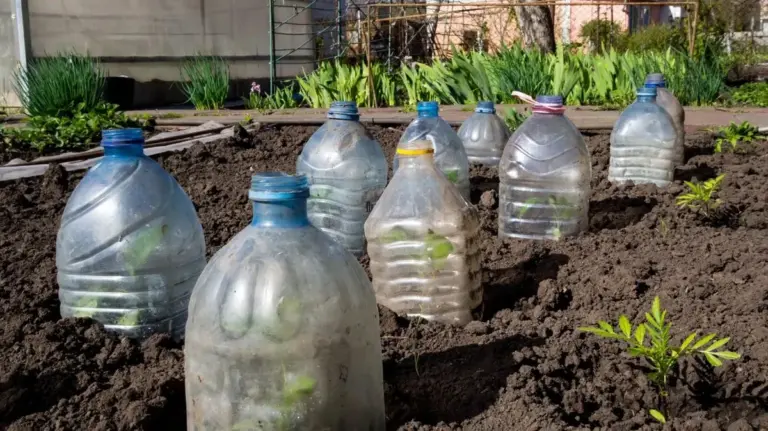 Plastikowe butelki po napojach jako mini szklarnie? Przyspiesz wzrost sadzonek o 70%.