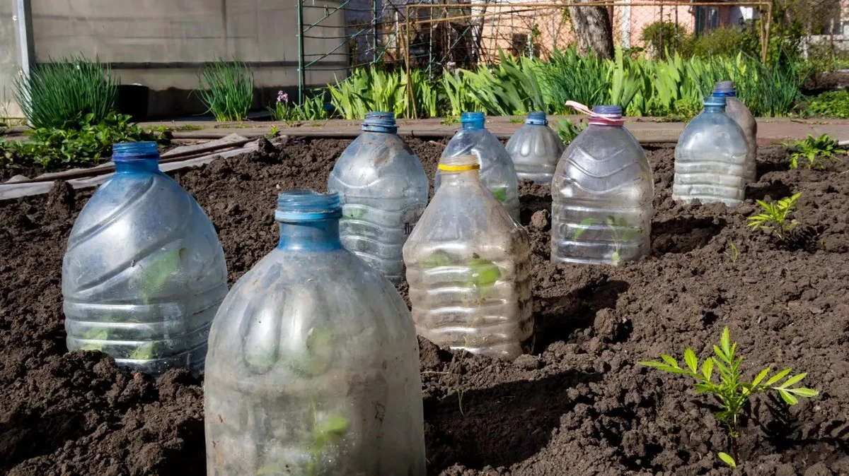 Plastikowe butelki po napojach jako mini szklarnie? Przyspiesz wzrost sadzonek o 70%.