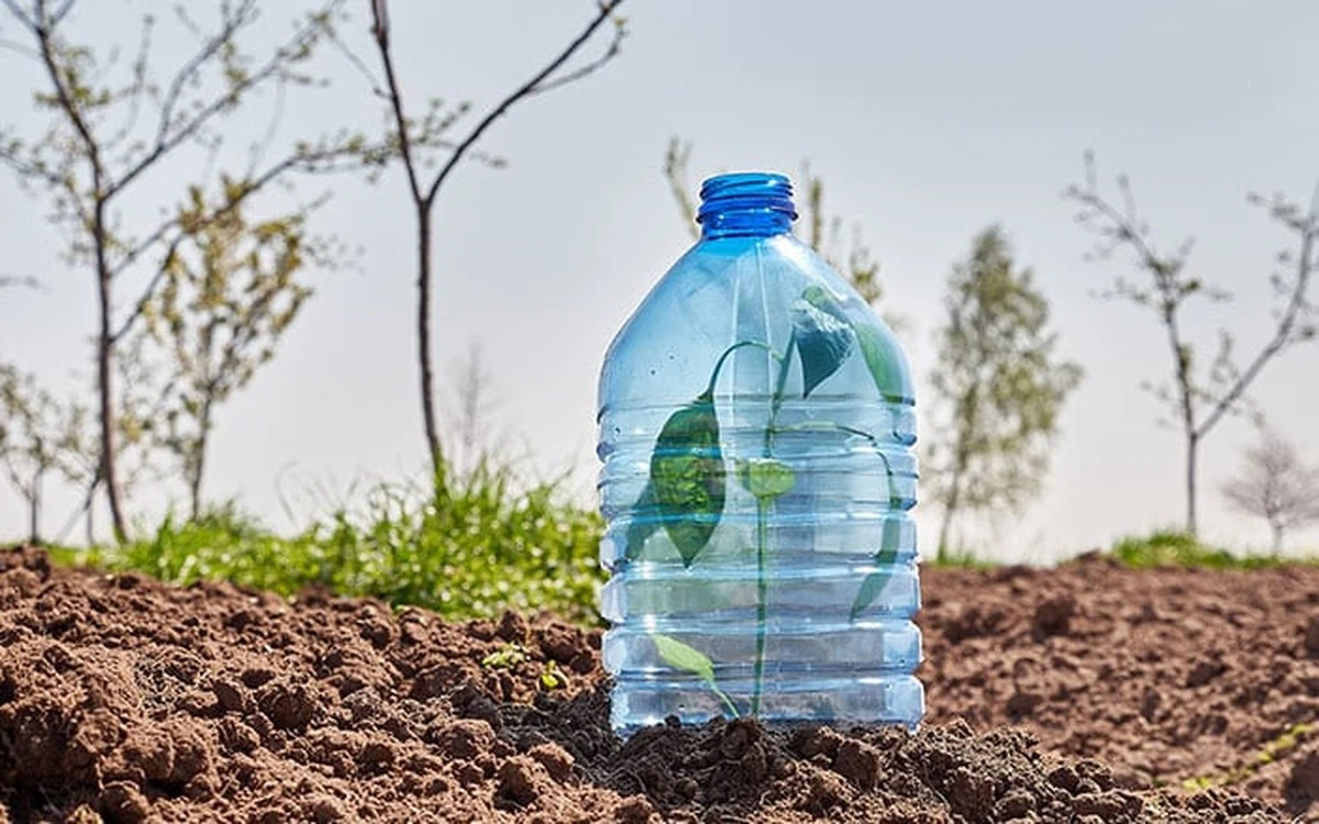 Plastikowe butelki nad grządkami? Ten genialny trik chroni warzywa przed przymrozkami.