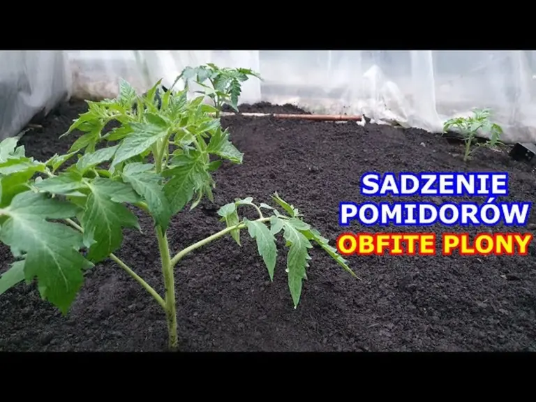Profesjonalni ogrodnicy ostrzegają: nigdy nie sadź pomidorów obok ziemniaków.