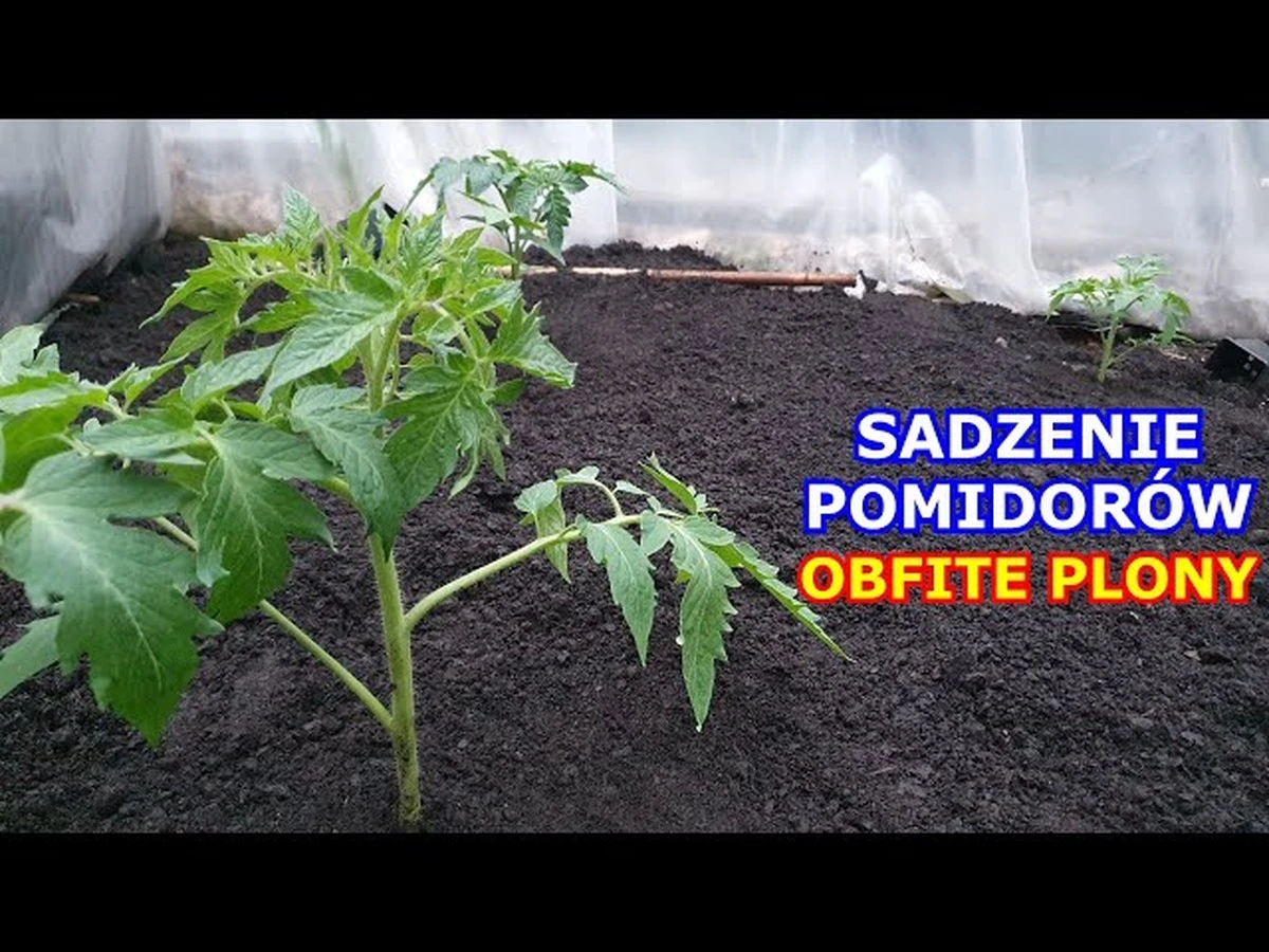 Profesjonalni ogrodnicy ostrzegają: nigdy nie sadź pomidorów obok ziemniaków.