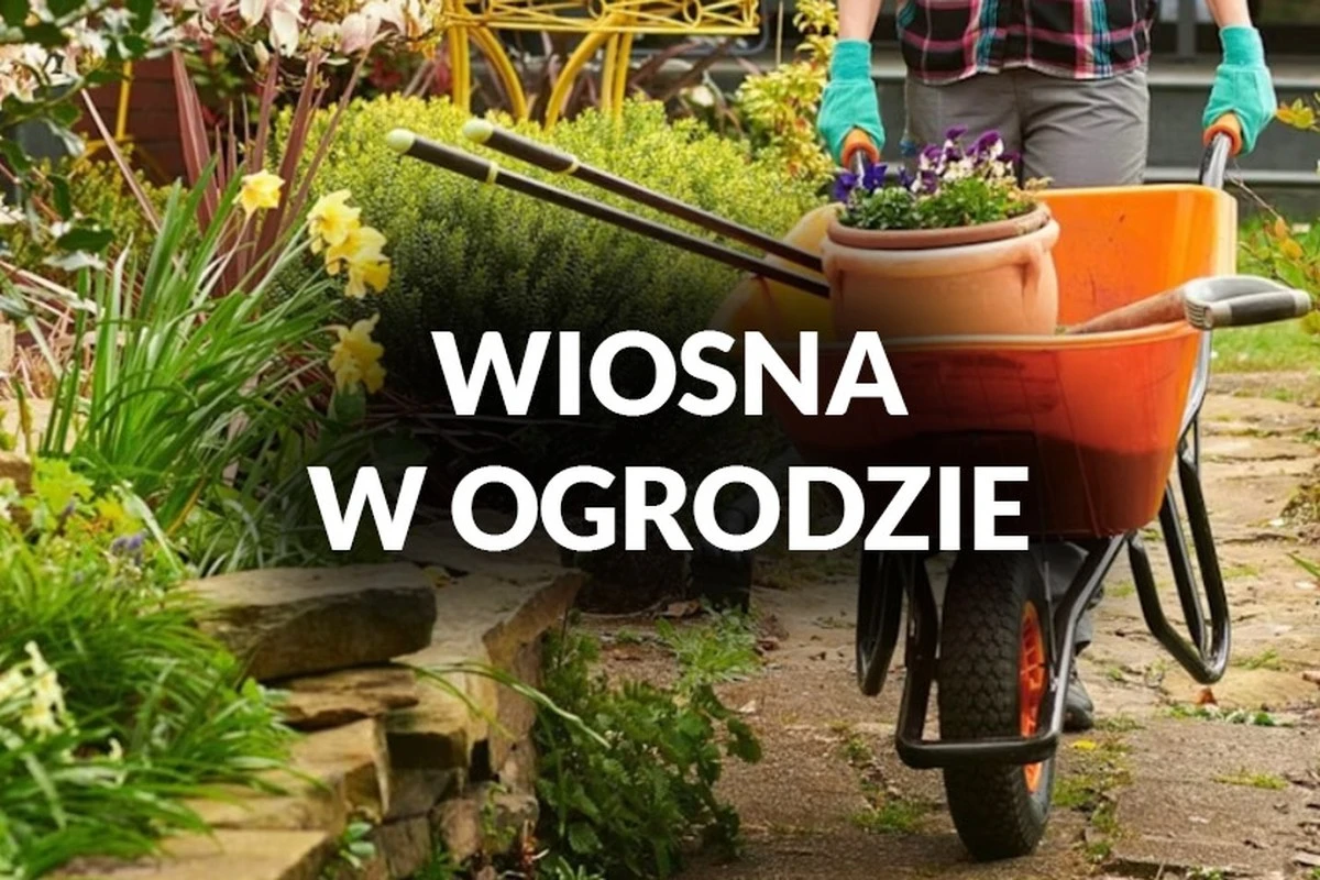 Profesjonalni ogrodnicy ostrzegają: nigdy nie przycinaj tych krzewów na wiosnę.