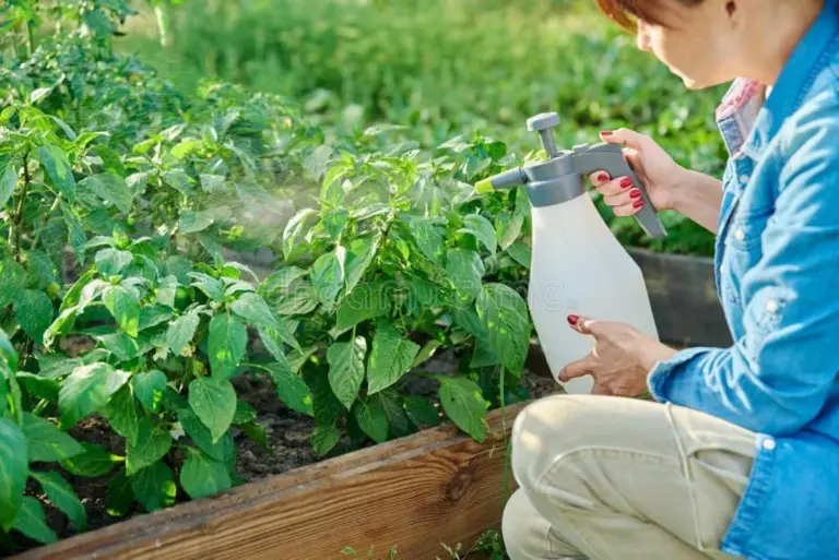 Proszek do pieczenia w ogrodzie? Sposób na naturalną ochronę przed pleśnią i grzybami.