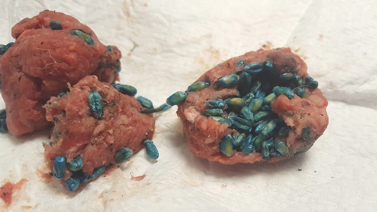 Salmonella w kurczaku i mielonym mięsie? Te produkty możesz zwrócić nawet bez paragonu - image 1