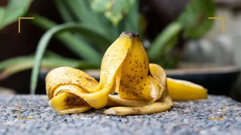 Skórki bananów zakopane przy różach? Efekt widoczny już po tygodniu.