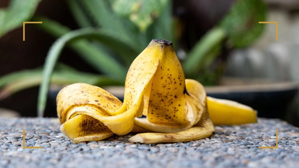 Skórki bananów zakopane przy różach? Efekt widoczny już po tygodniu.