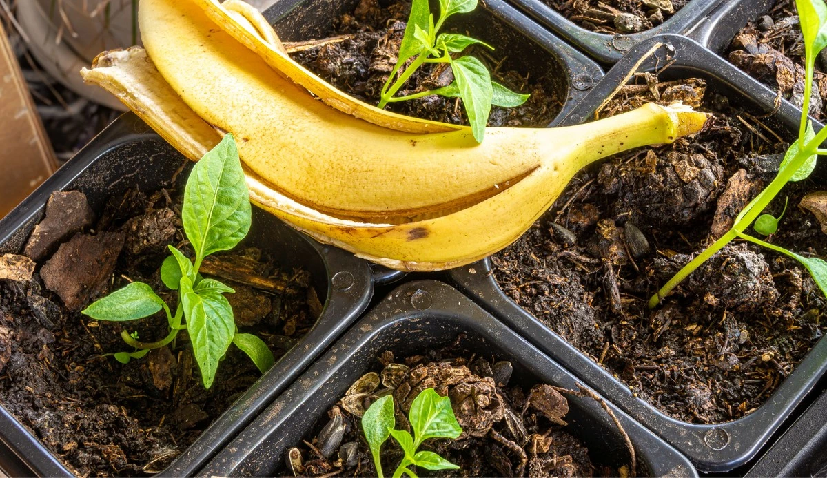 Skórki bananów zakopane przy różach? Zaskakujący efekt po 2 tygodniach.