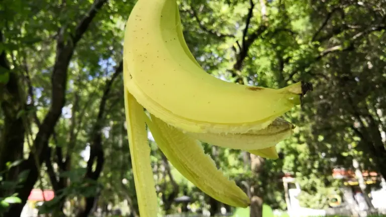 Skórki bananów zakopane przy różach? Oto dlaczego kwitną obficiej.