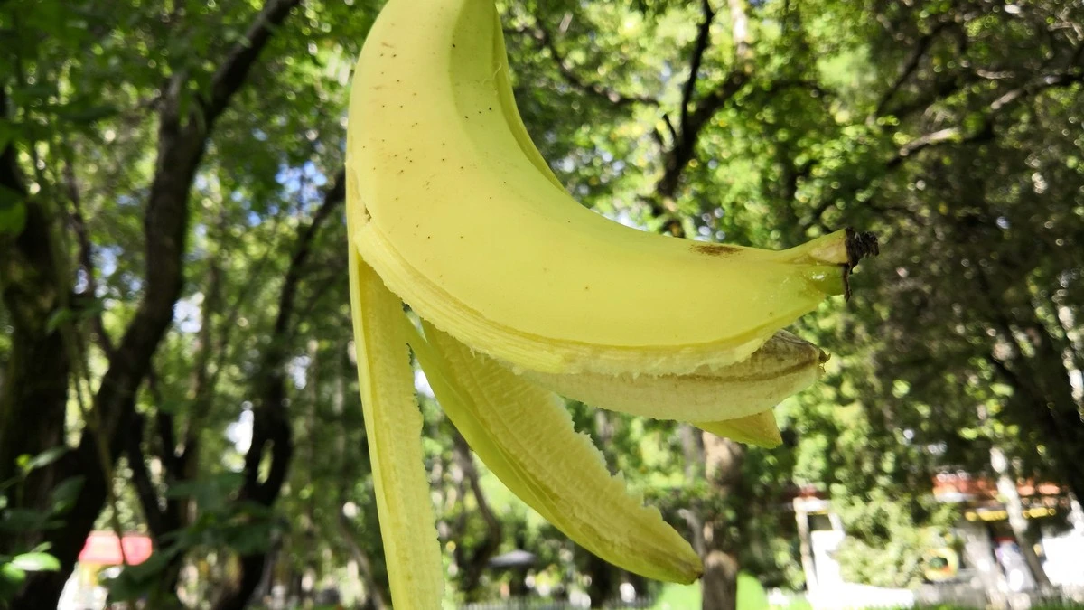 Skórki bananów zakopane przy różach? Oto dlaczego kwitną obficiej.
