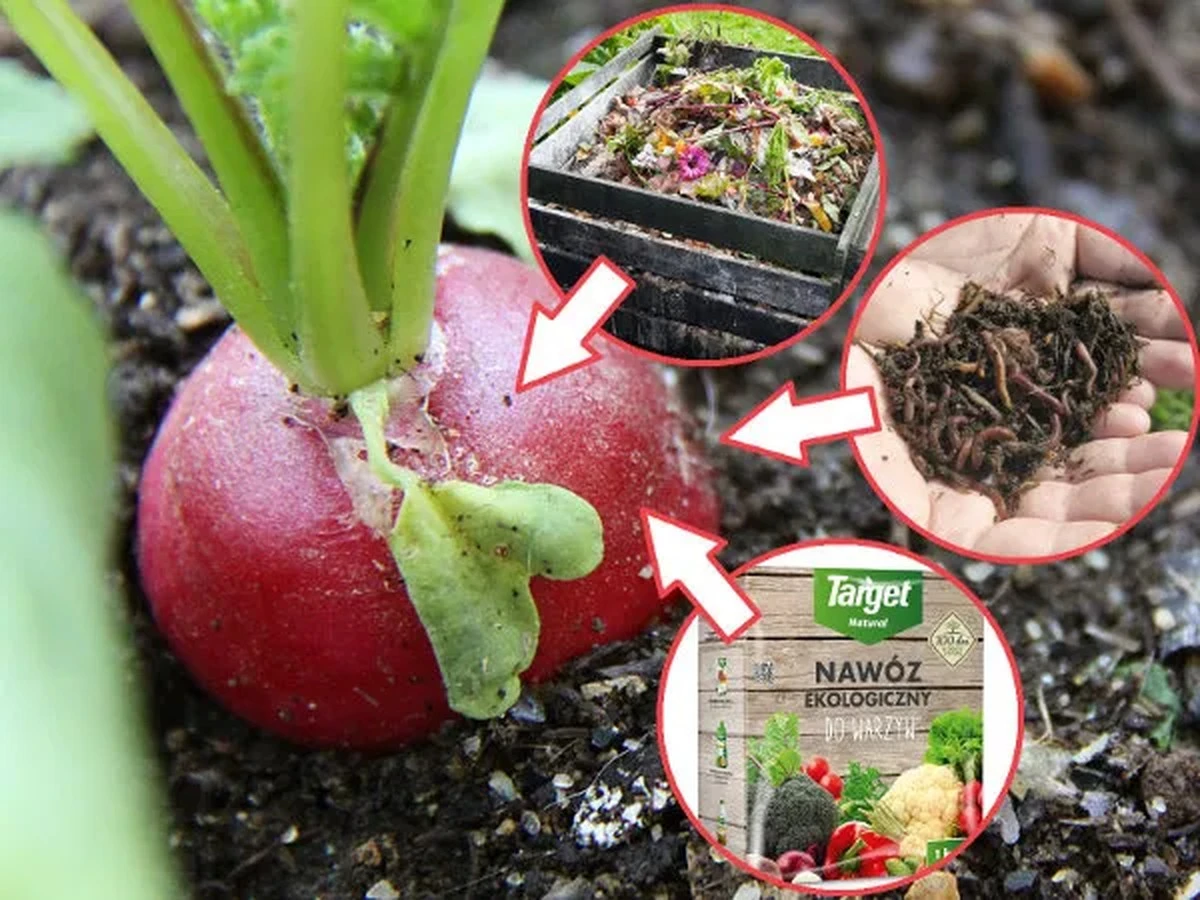 Skórki bananów zakopane przy pomidorach? Sposób na zwiększenie plonów o 40%.