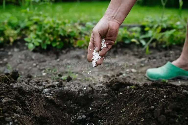 Skorupki jajek w glebie wokół pomidorów? Zapomnij o braku wapnia w owocach!