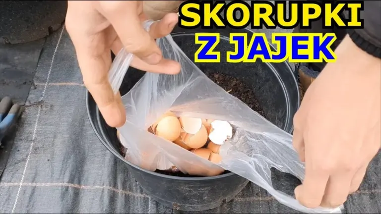 Skorupki jaj zakopane przy pomidorach? Sekret bujnych plonów bez chemii!
