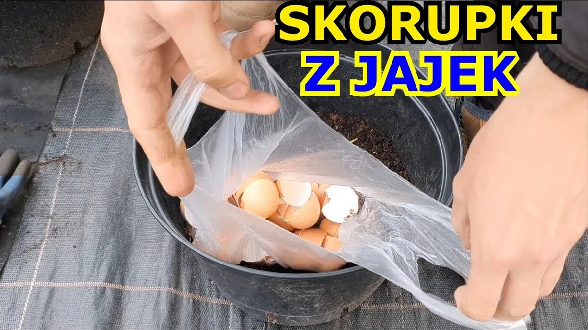 Skorupki jaj zakopane przy pomidorach? Sekret bujnych plonów bez chemii!