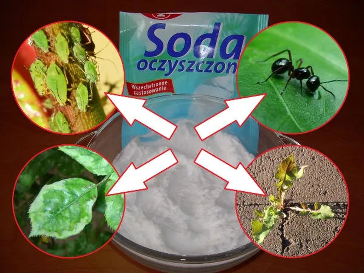 Soda oczyszczona na trawnik? Dlaczego sąsiedzi będą zazdrościć Twojej zieleni.
