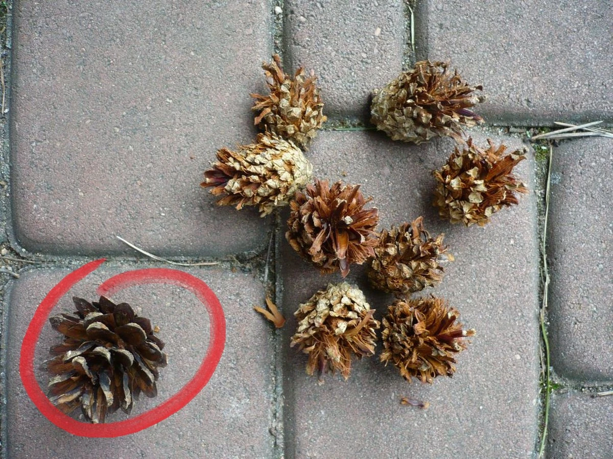 Szyszki sosnowe jako ściółka? Naturalna ochrona przed ślimakami i chwastami.