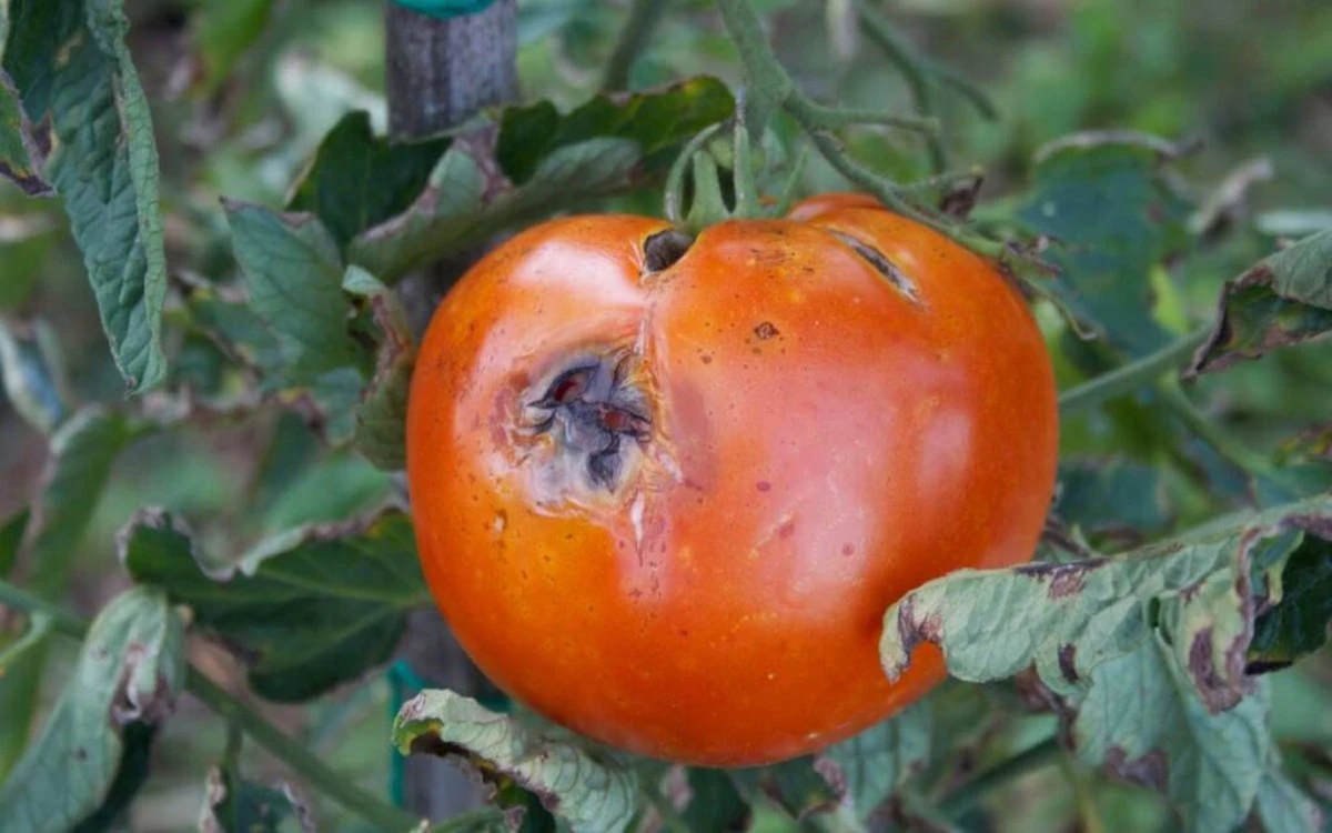 Tabletki wapnia dla pomidorów? Zapobiegają najczęstszej chorobie!
