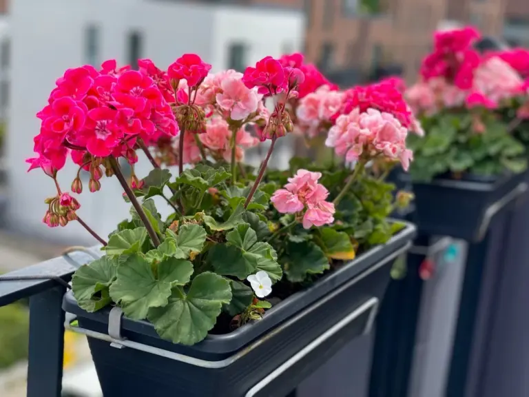 Woda po gotowaniu ziemniaków na pelargonie? Efekty zobaczysz w tydzień!