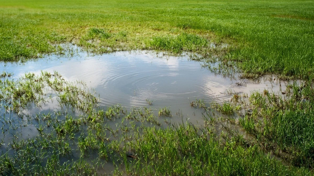 Woda po gotowaniu ziemniaków na trawnik? Sekret soczystej zieleni!