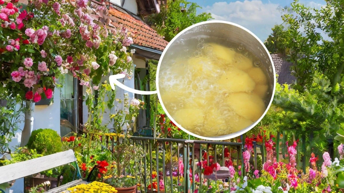 Woda z gotowania ziemniaków na rabatach? Sekret ogrodników na bujniejsze kwiaty.