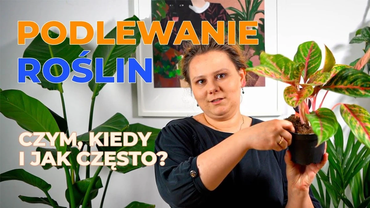 Zwykła woda z gotowania ziemniaków dla kwiatów? Dlaczego kwitną dłużej o 30%